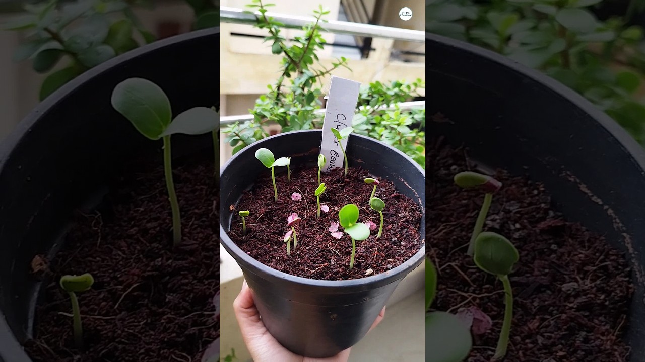 #cluster beans #seeds #updates #kitchengarden #youtubeshorts #growyourownfood #clusterbeans