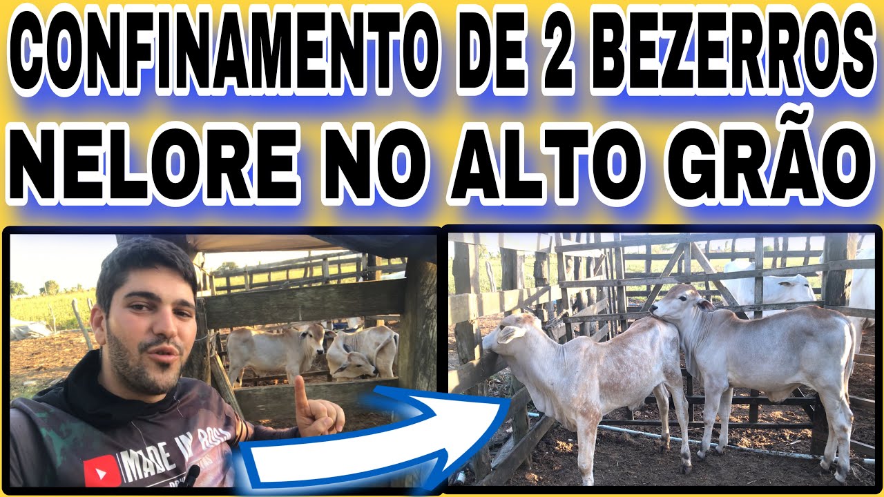 CONFINAMENTO DE 2 BEZERROS NELORE NO ALTO GRÃO COM 20 DIAS