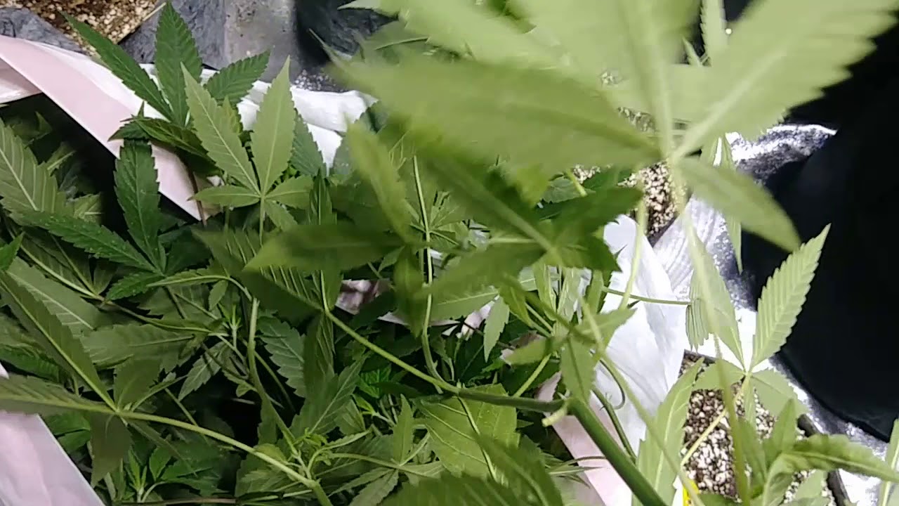 Thrip destruction at its finest