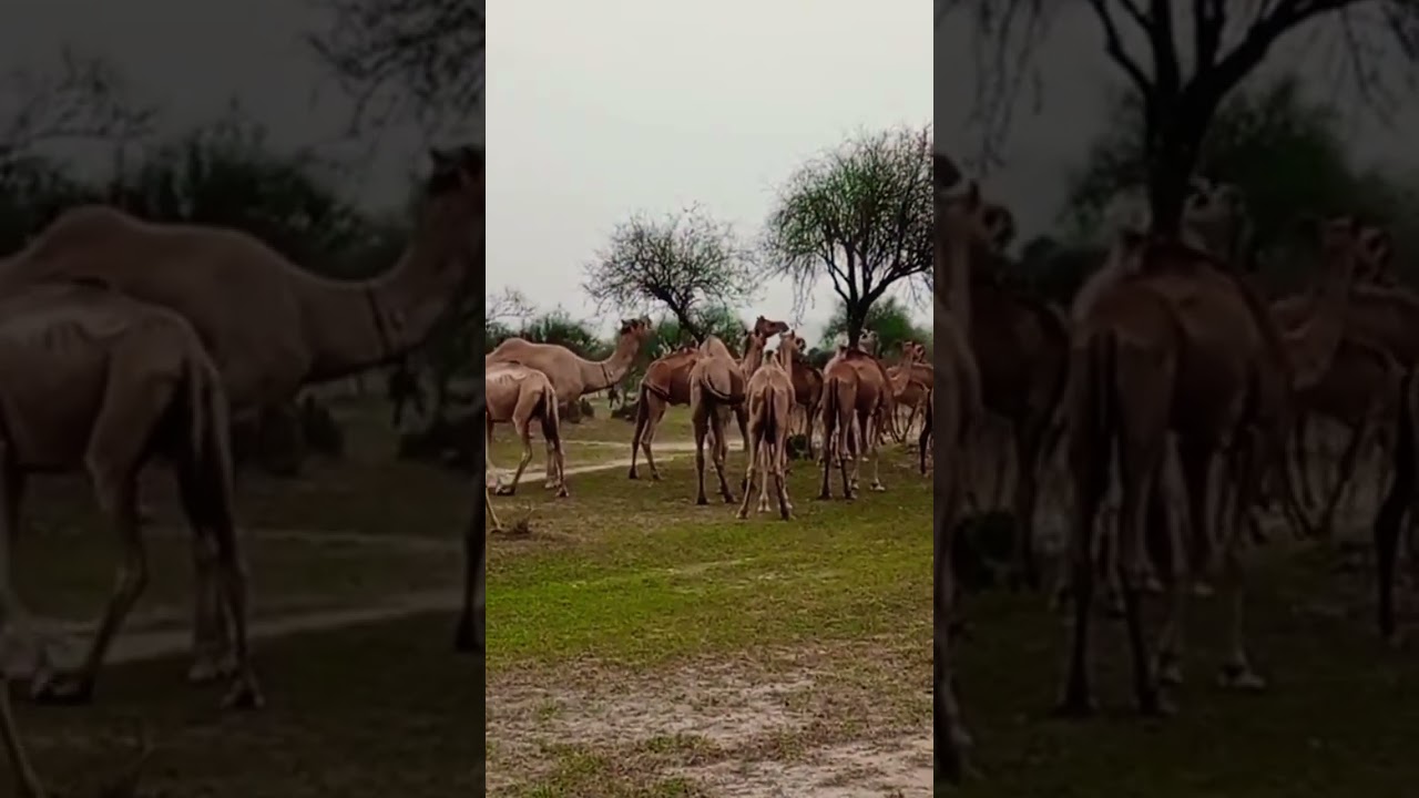 Camel checking system female Camel 🐫 happy mood 😜😁😁