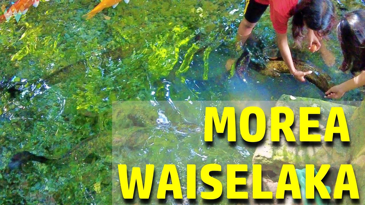 BELUT RAKSASA WAISELAKA di SALAHUTU , AMBON-INDONESIA