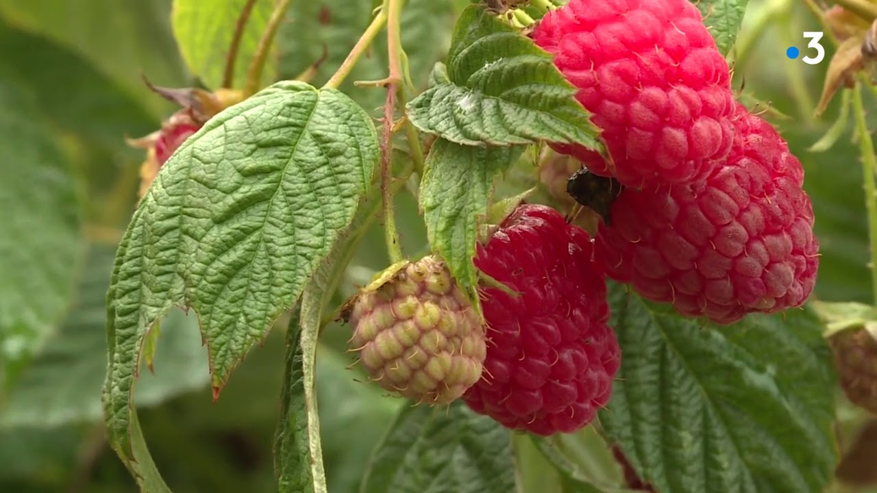 Haute-Vienne : 100 variétés de framboises pour une visite fruitée au château de Losmonerie