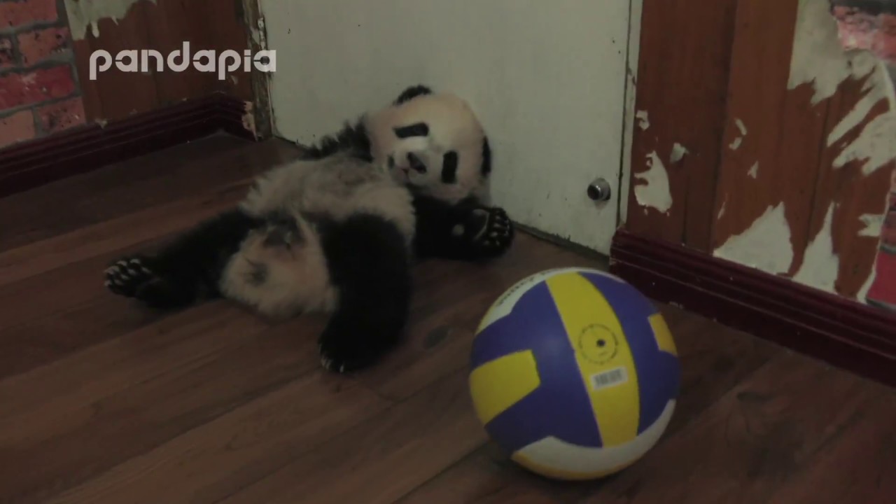 panda cub sleeps by the door