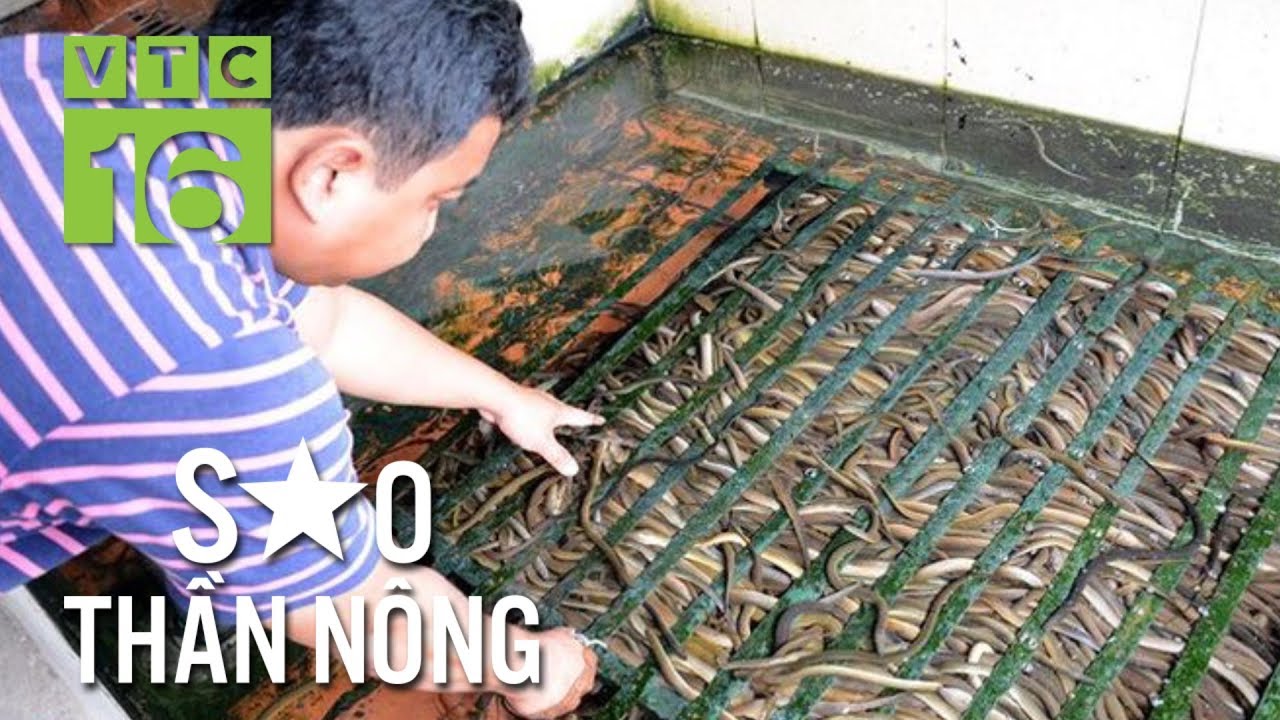 Tỷ phú nuôi lươn không bùn đất Sài thành I VTC16