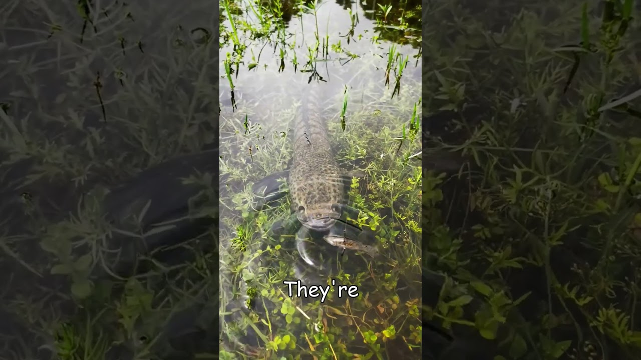 This Fish is ILLEGAL!