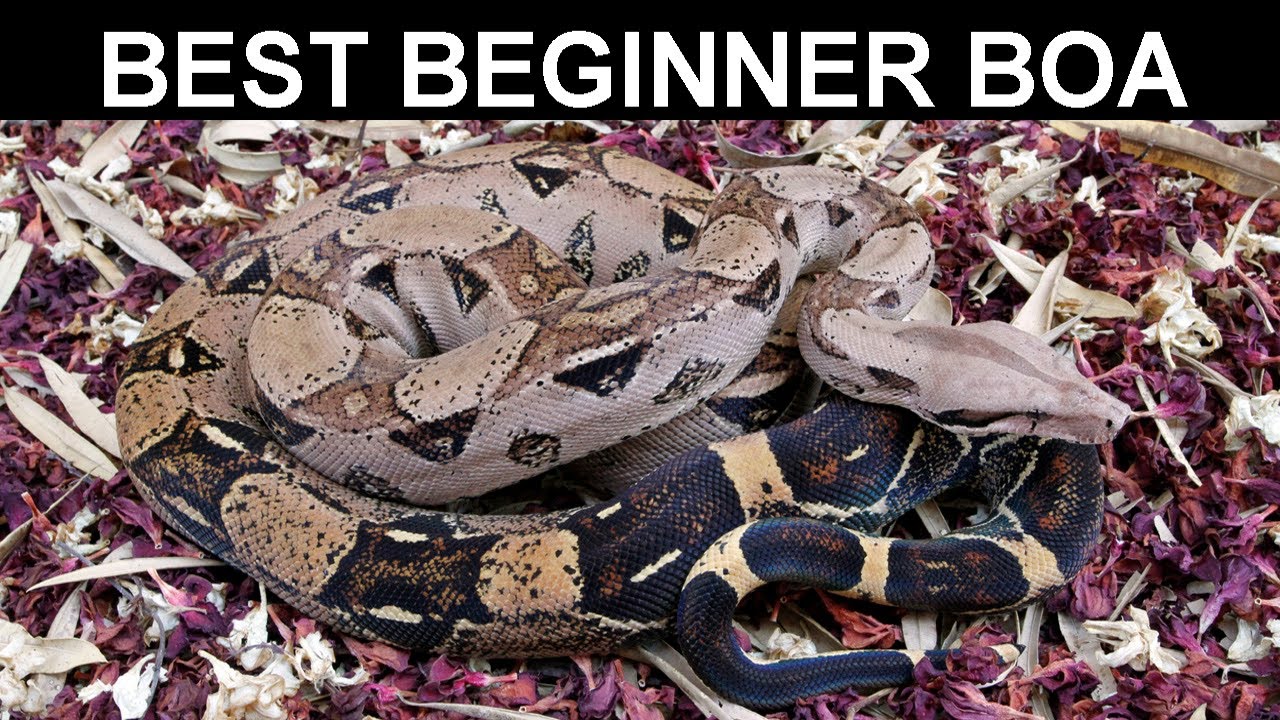 New to Boa Keeping? Should You Get a 