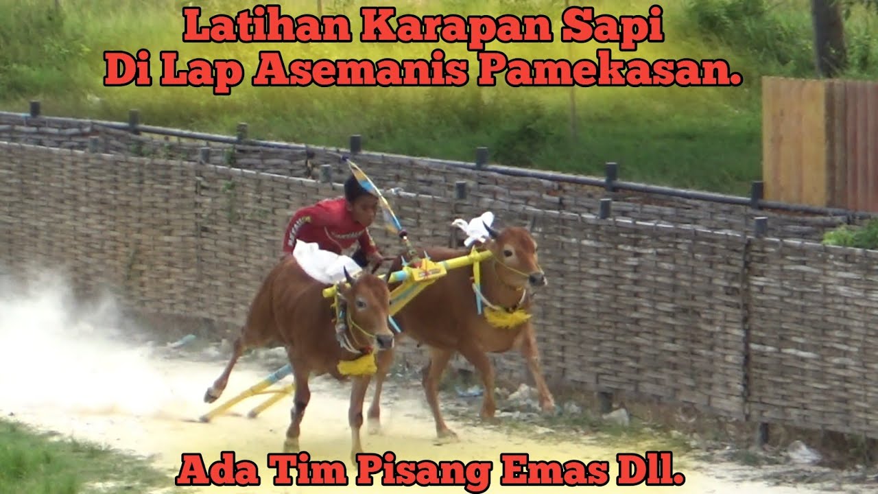 Latihan Karapan Sapi Di Lap Asemanis Pamekasan Ada Tim Pisang Emas Dll. 