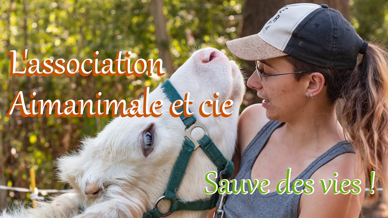J'ai créé une association pour sauver des animaux ! [Association Aimanimale et cie]