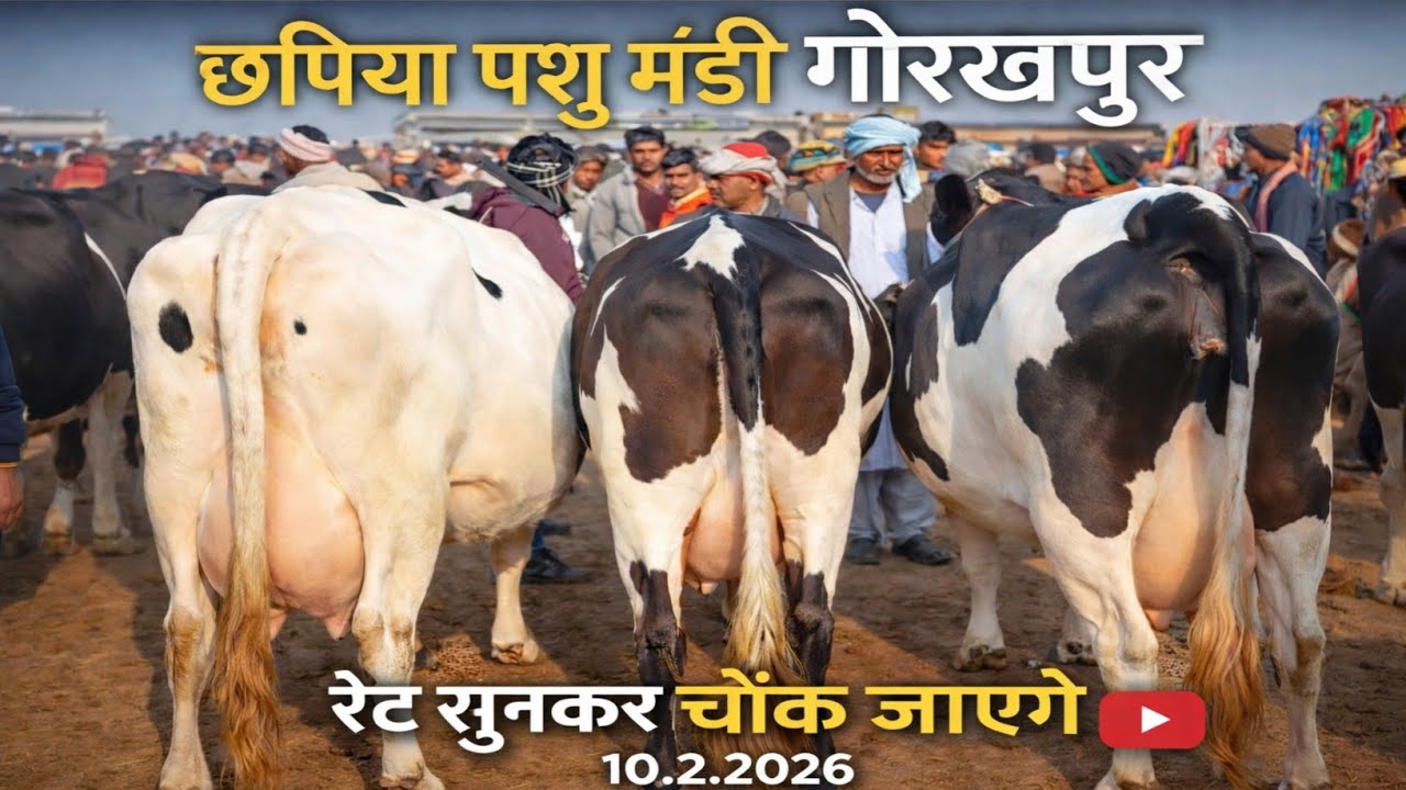 10 फरवरी 2026 | छपिया पशु मंडी में गायों का रेट सुनकर आप चौंक जाएंगे 😱 | आज का पूरा भाव