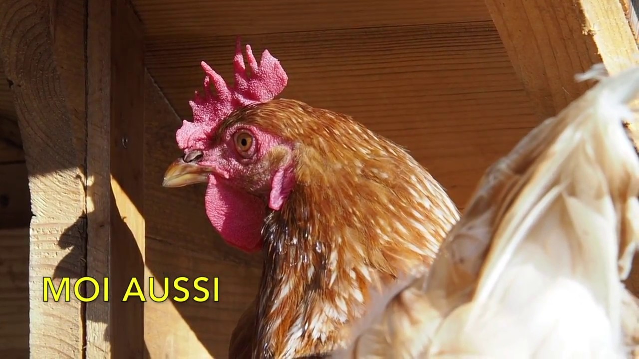 poules qui parlent. Talking hens