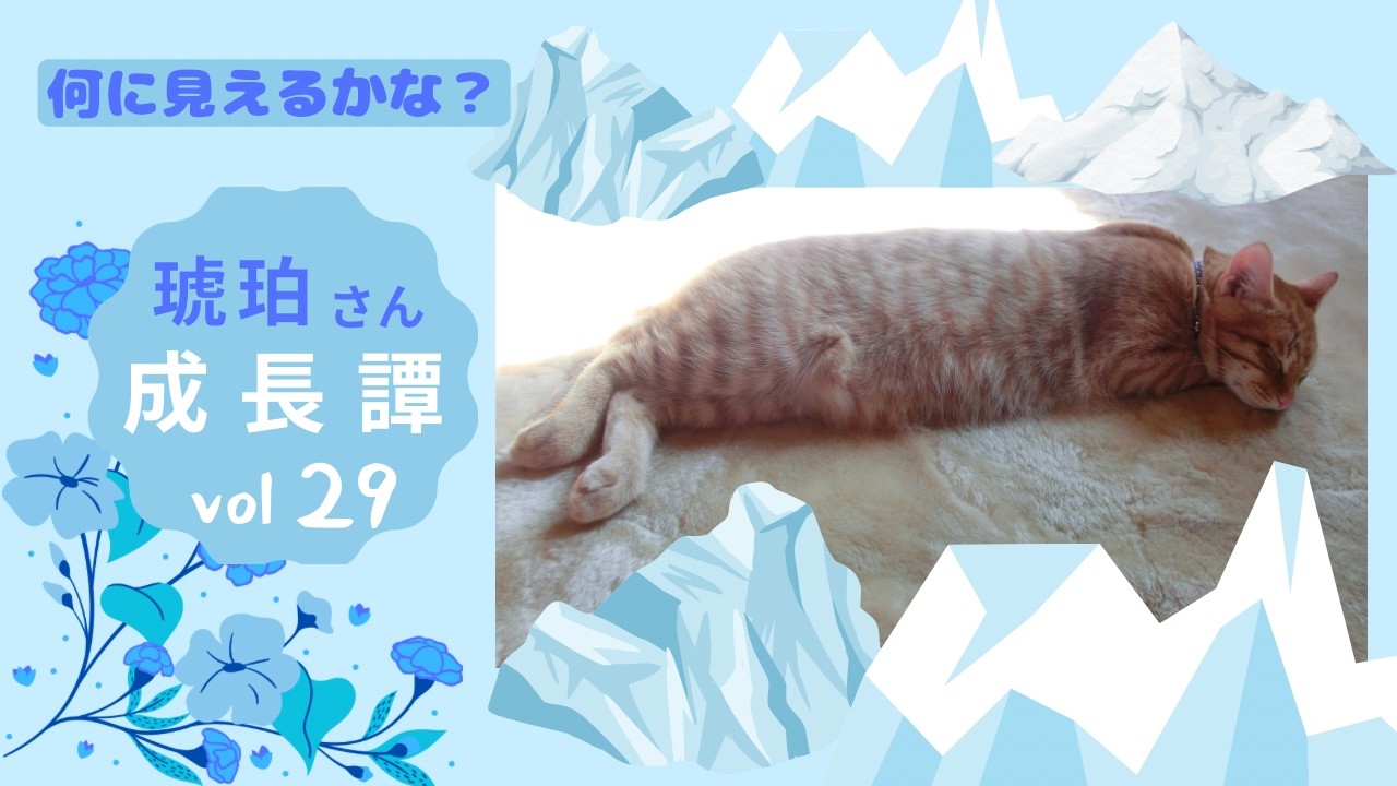 成長譚vol２９　琥珀さん誕生〜１０年間の記録『何に見えるかな？』