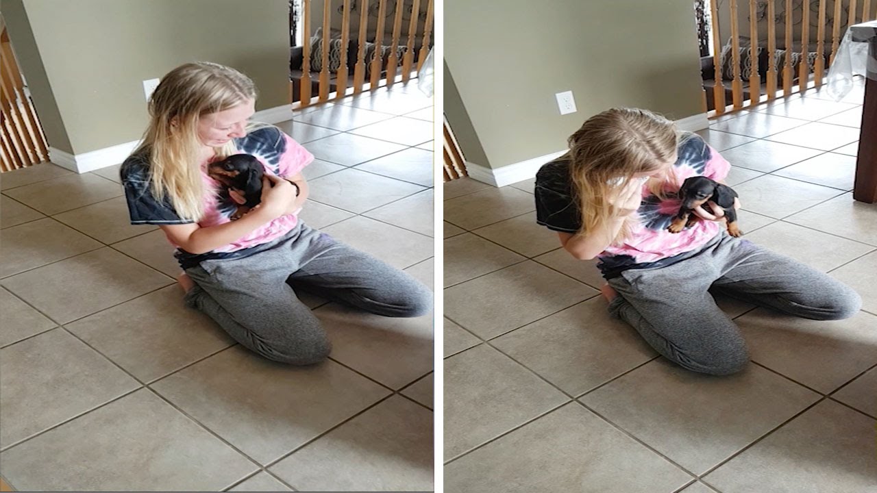 Parents Surprise Daughter With Puppy For Graduation