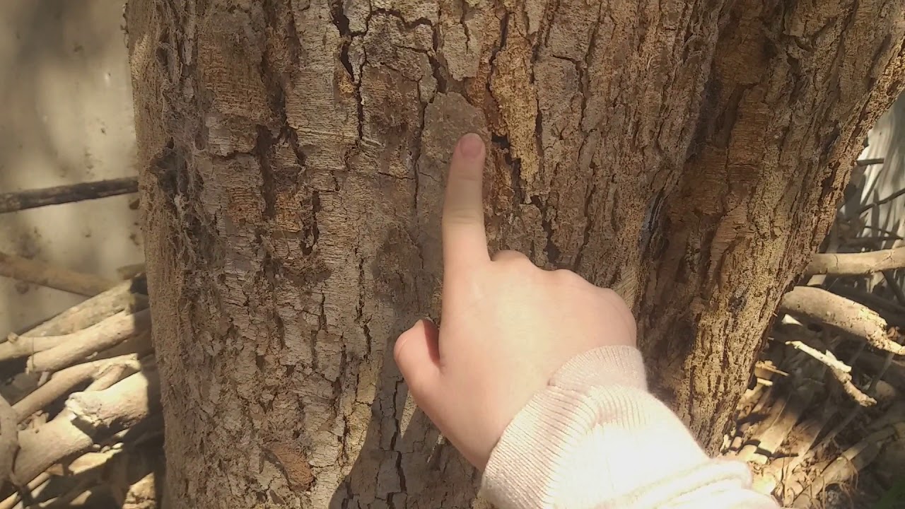 Explorando juntos en Asmr ♡ ||Asmr Per&uacute;||Asmr en los cerros