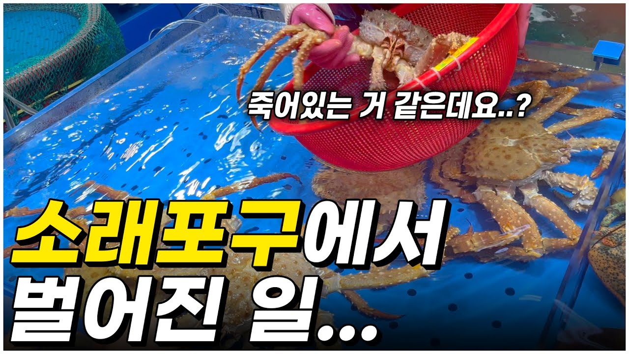 제가 소래포구에서 킹크랩 한 마리 구매해 봤습니다 그 결과는....