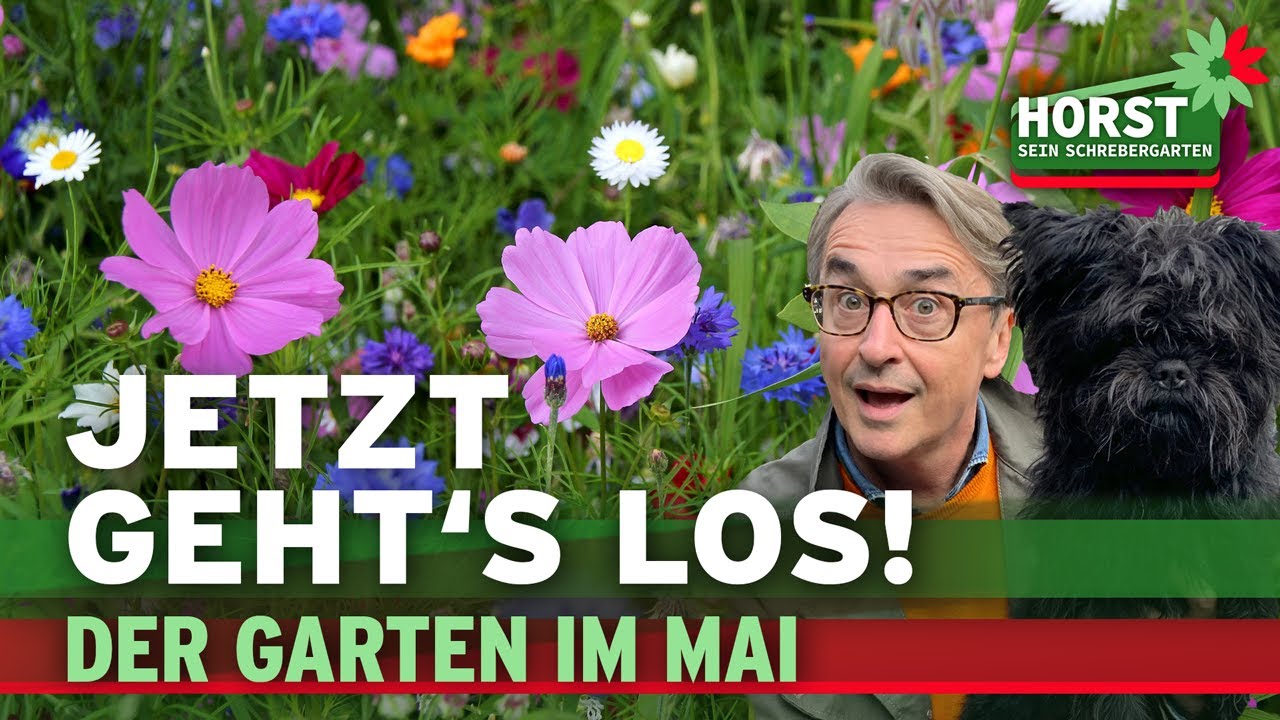 Maitipps Teil 2 | Buchsbaumzünsler, Pflanzen stützen, Sommerblumen I Horst sein Schrebergarten