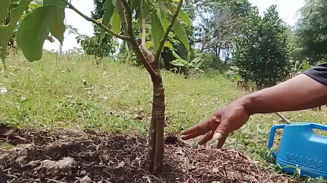 Penyiraman pupuk ke tanaman alfokat