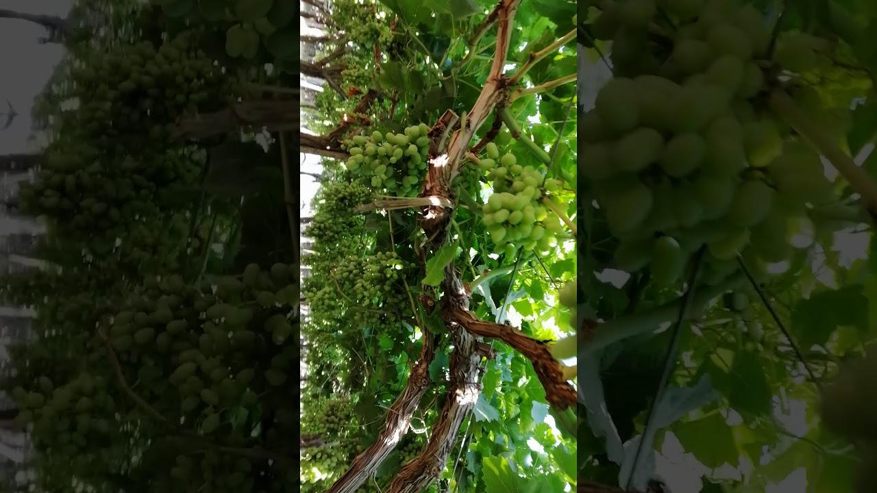 نتيجة تقليم العنب الكريمسون تقليم قصير