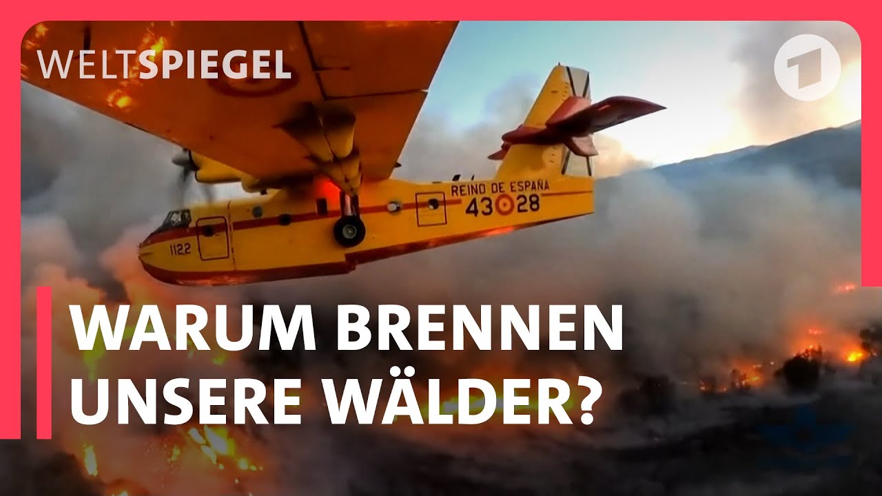 Waldbrand-Horror durch Klimawandel? I Weltspiegel fragt