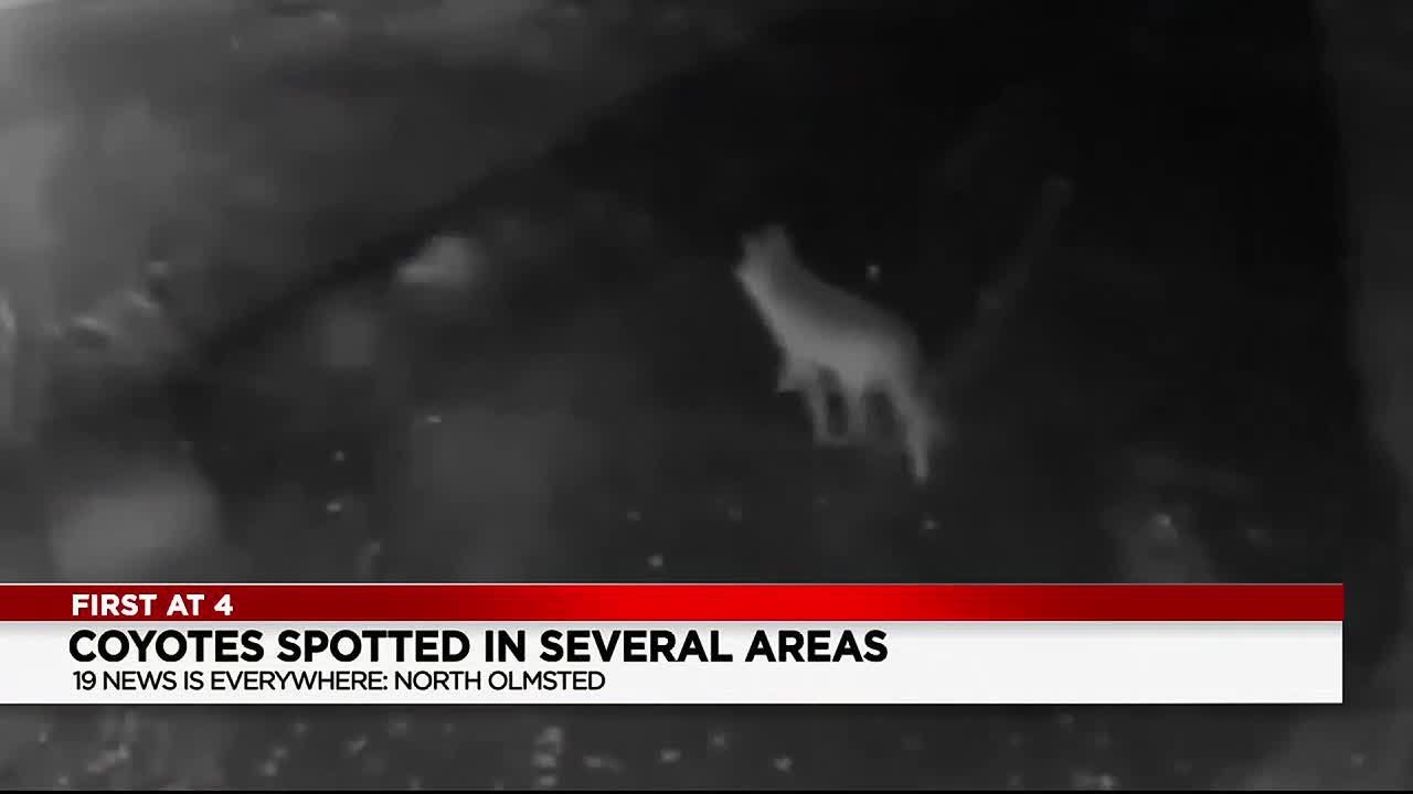 Coyotes spotted in several areas across Northeast Ohio