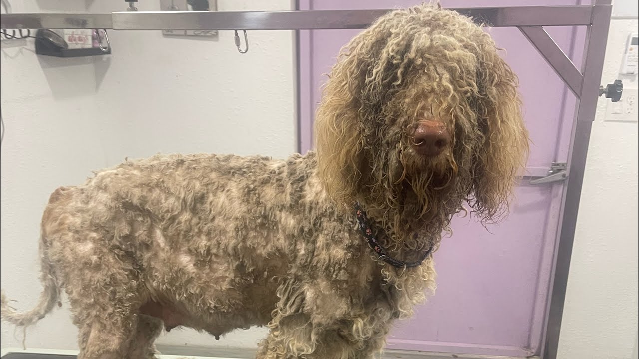 Extreme makeover on a stray dog