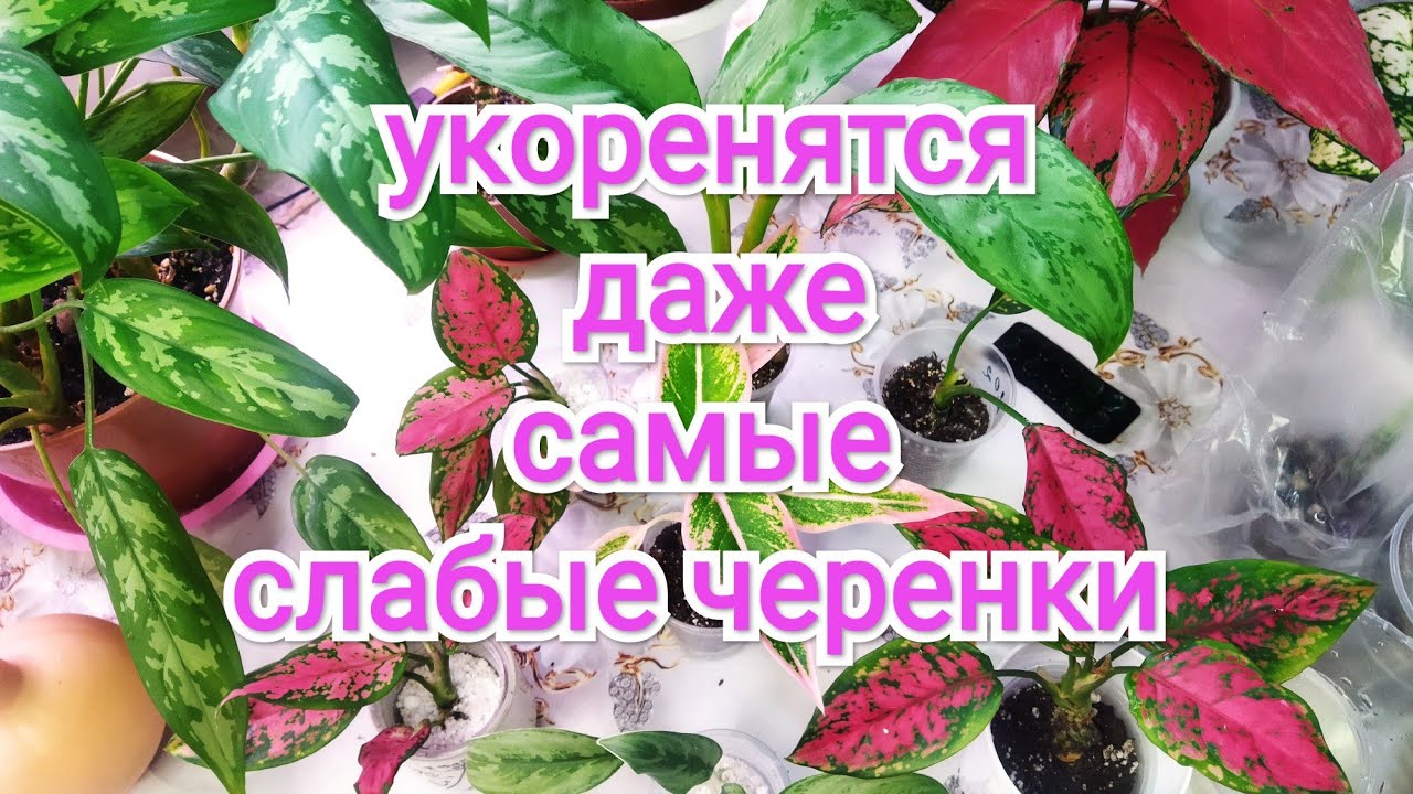 АГЛАОНЕМЫ 💚 Размножение черенками 🌱26 ноября 2025