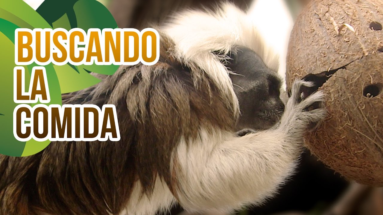 Escondiendo la comida a los animales