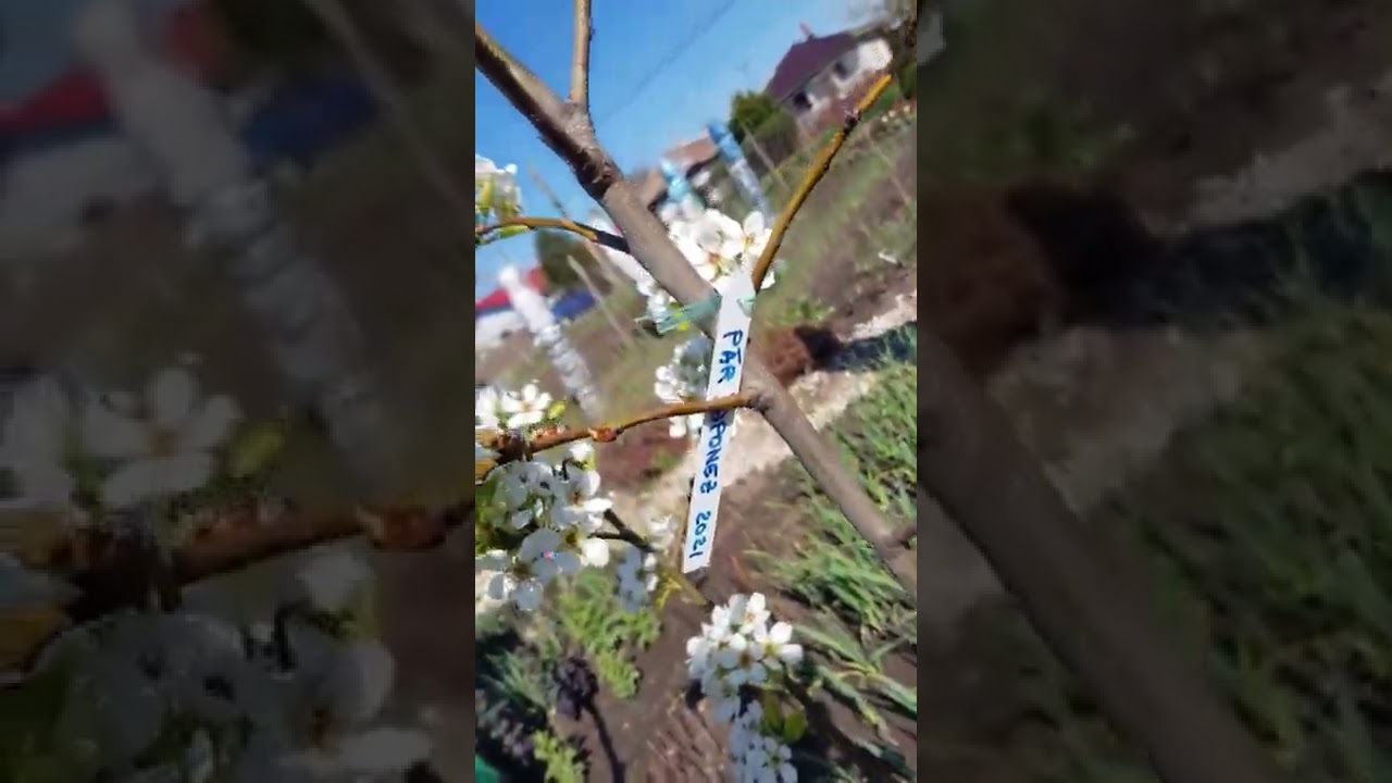 peri japonezi nashi,filmare din 13 aprilie 2022,că la coacere v'am arătat