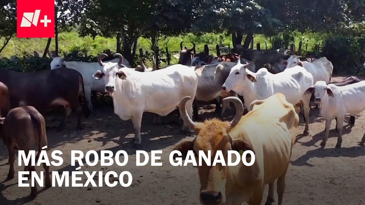 Tabasco, Estado con Más Robo de Ganado en México: Municipios Más Afectados