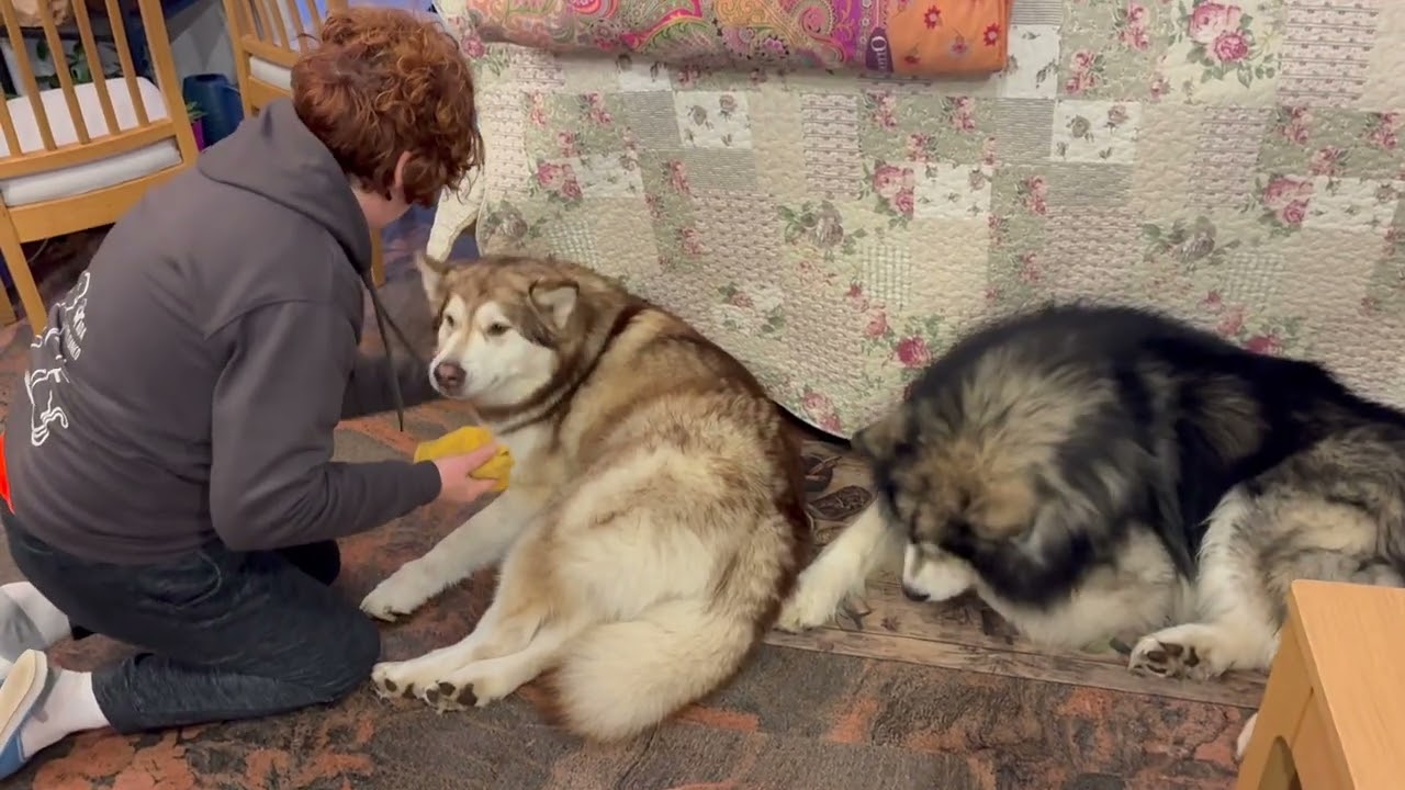 Vivere ogni momento con Thor e Kira gioco, natura e serenità.