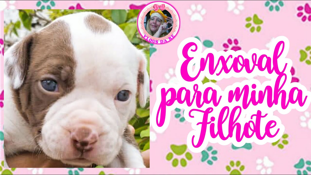 Enxoval para minha filhote American Bully / Compras para minha cachorrinha