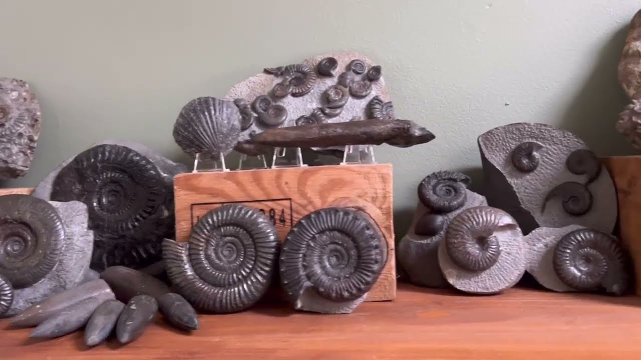 A Years Worth Of Live Fossil Finds! An Hour Of 100 Fossils Found Hunting In the UK In 2025 Yorkshire