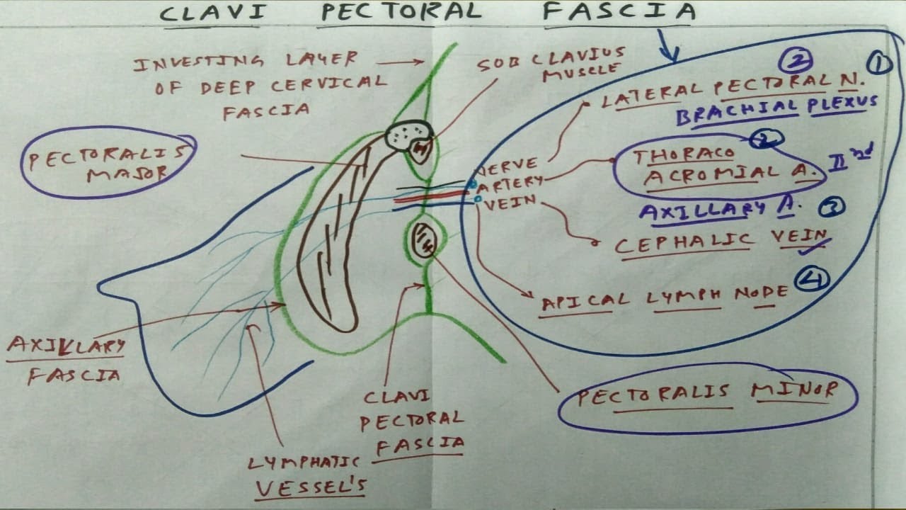 Clavi Pectoral Fascia | The Charsi of Medical Literature