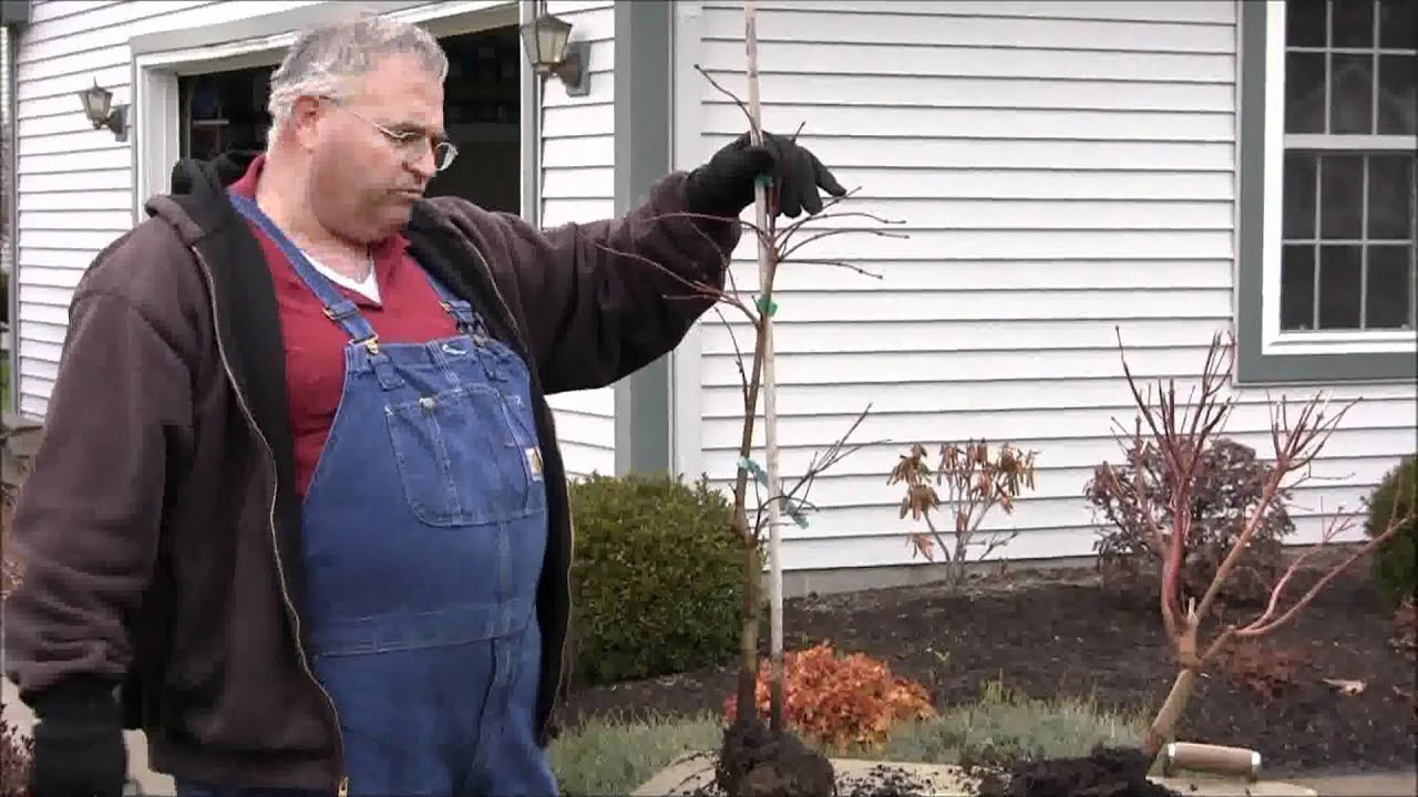 Pruning Japanese Maples