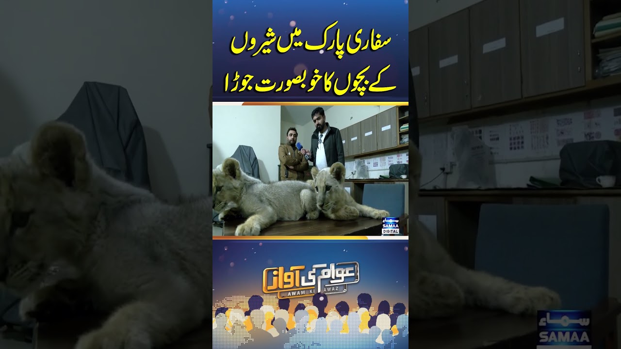 Adorable lion cub duo at Safari Park | Awam Ki Awaz
