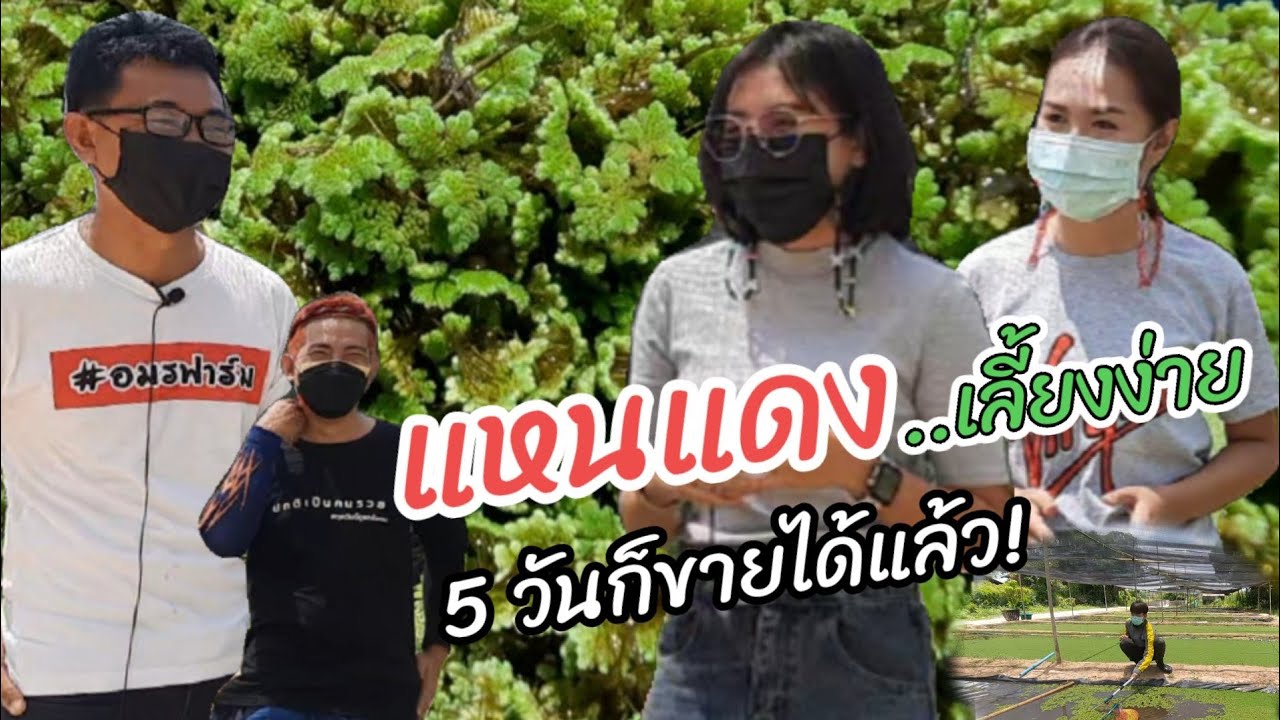 แหนแดง...เลี้ยงง่าย 5 วันก็ขายได้แล้ว!
