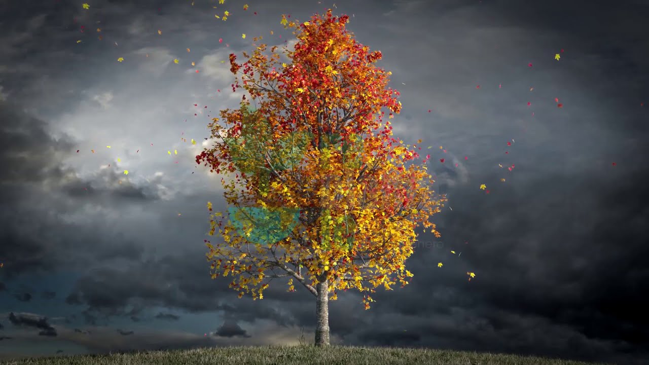 Música para relajar a tus mascotas y plantas