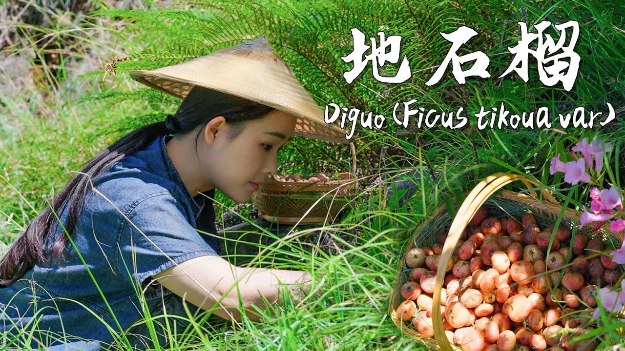 Находка Дигуо (Ficus tikoua var.) в детстве была удивительным событием, и она остается таковой и ...