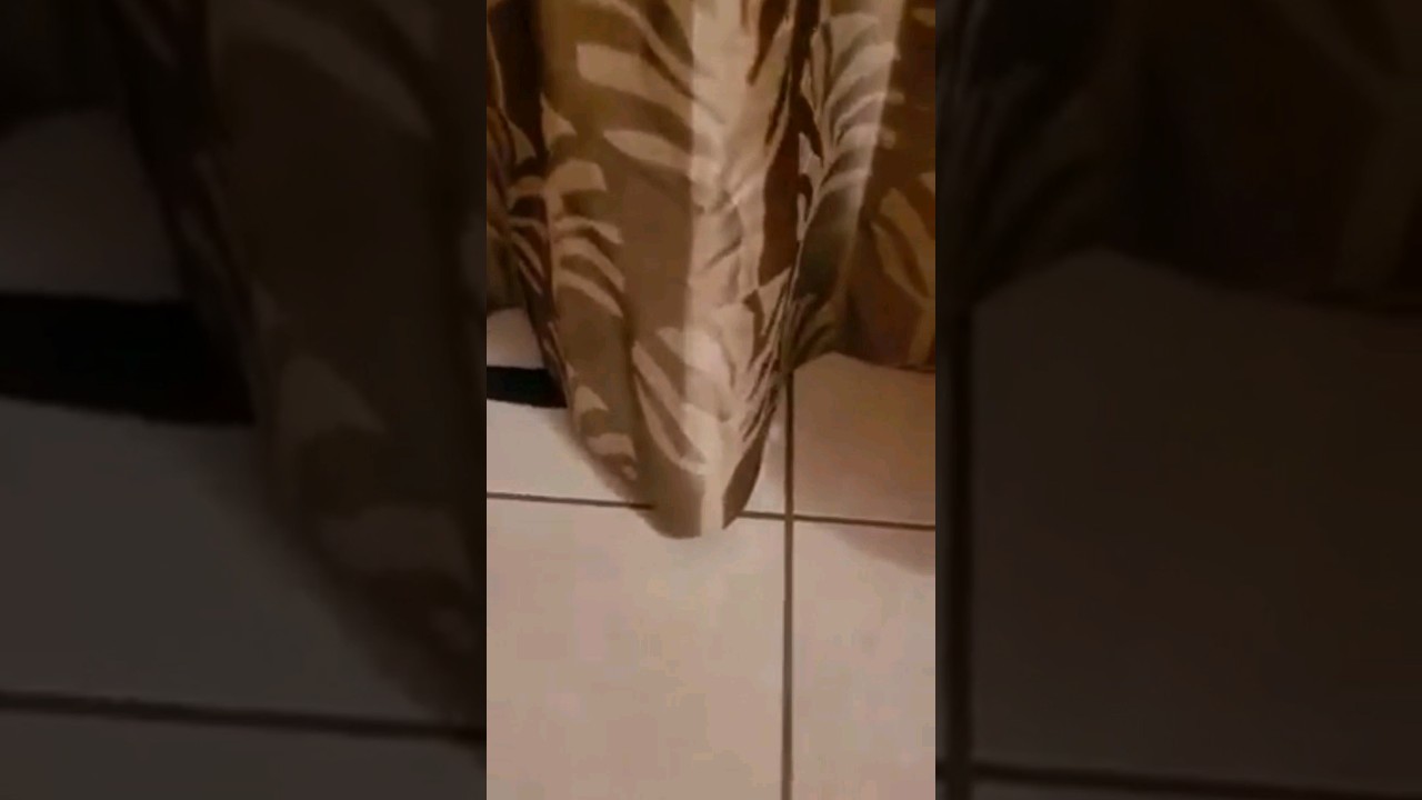 GATOS escondidos #gatosadorables#shortsvideo #shorts #cats_and_fun44 #gatos