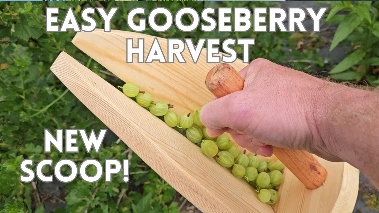 Gooseberry Scoop - Ridiculous Easy Harvesting Of Gooseberries!