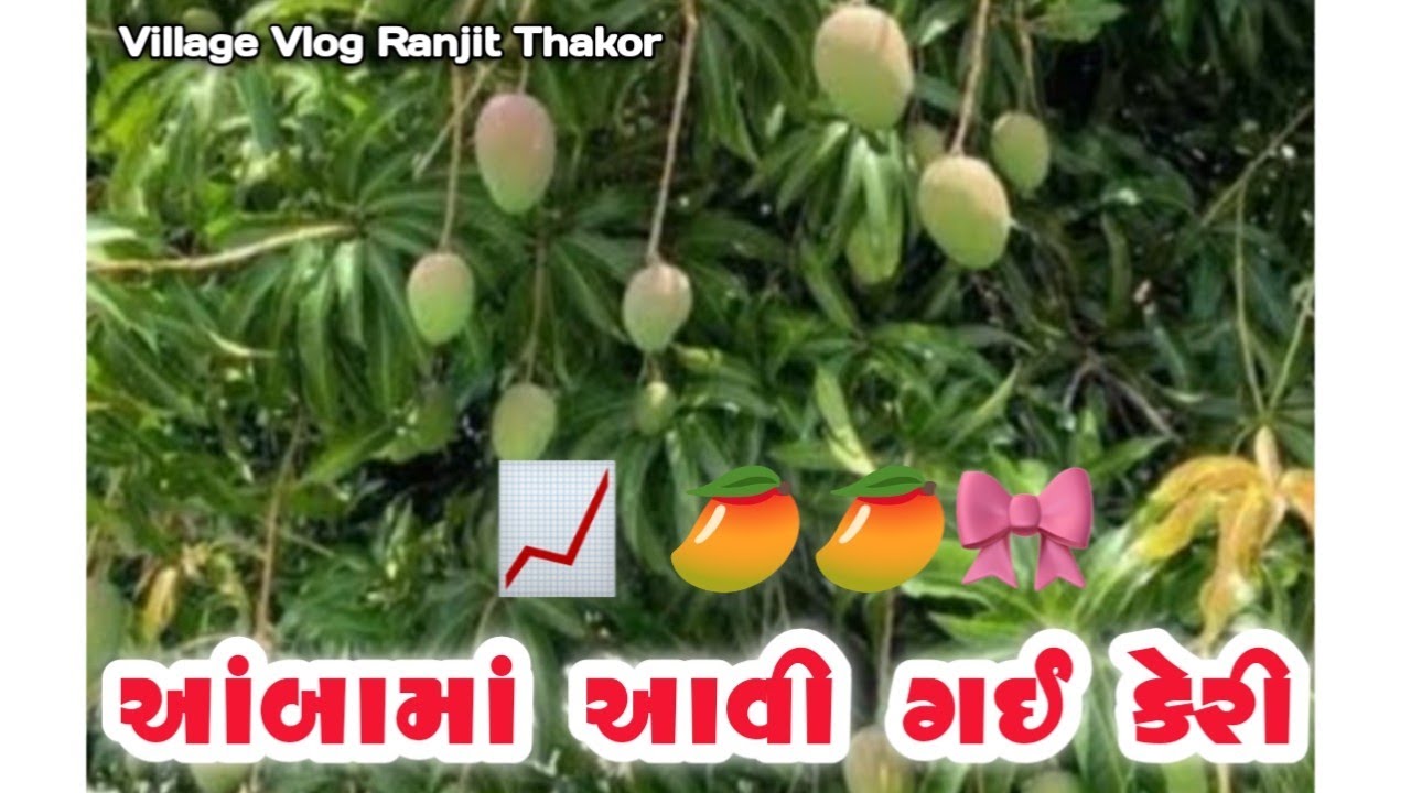 વાડીએ ચણામાં સુકારો આવ્યો! હવે શું કરવું?🤔 આંબામાં આવી ગઈ કેરી🥭અને ચીકુડીમાં પાયું પાણી #villagevlog