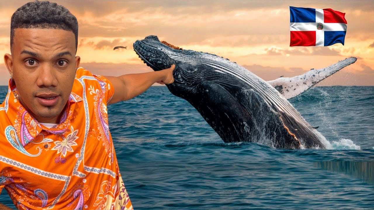 Encontré las Ballenas Jorobadas de Samaná