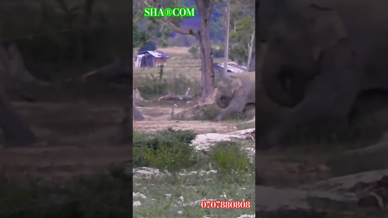 elephants breaking through fences and running #elephant #wildlife #animals #animallife #safari #sha