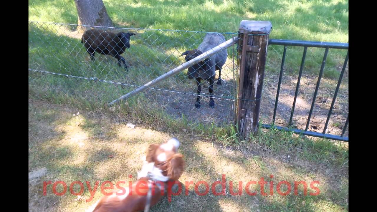 de eerste ontmoeting