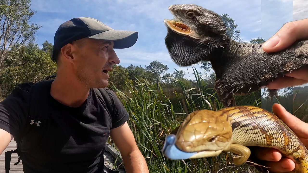 ŁOWCA GADÓW – ZŁAPAŁEM AGAMĘ BRODATĄ I SCYNKA OLBRZYMIEGO W AUSTRALII! 🦎