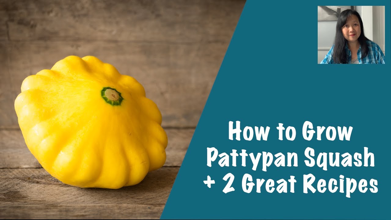 How to Grow Pattypan Squash, plus 2 Great Recipes