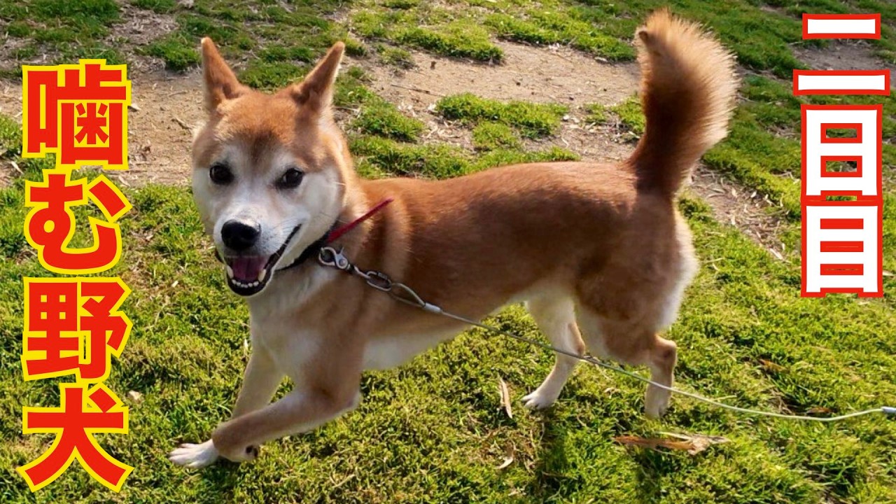 【噛む野犬】二日目 名前決めました！