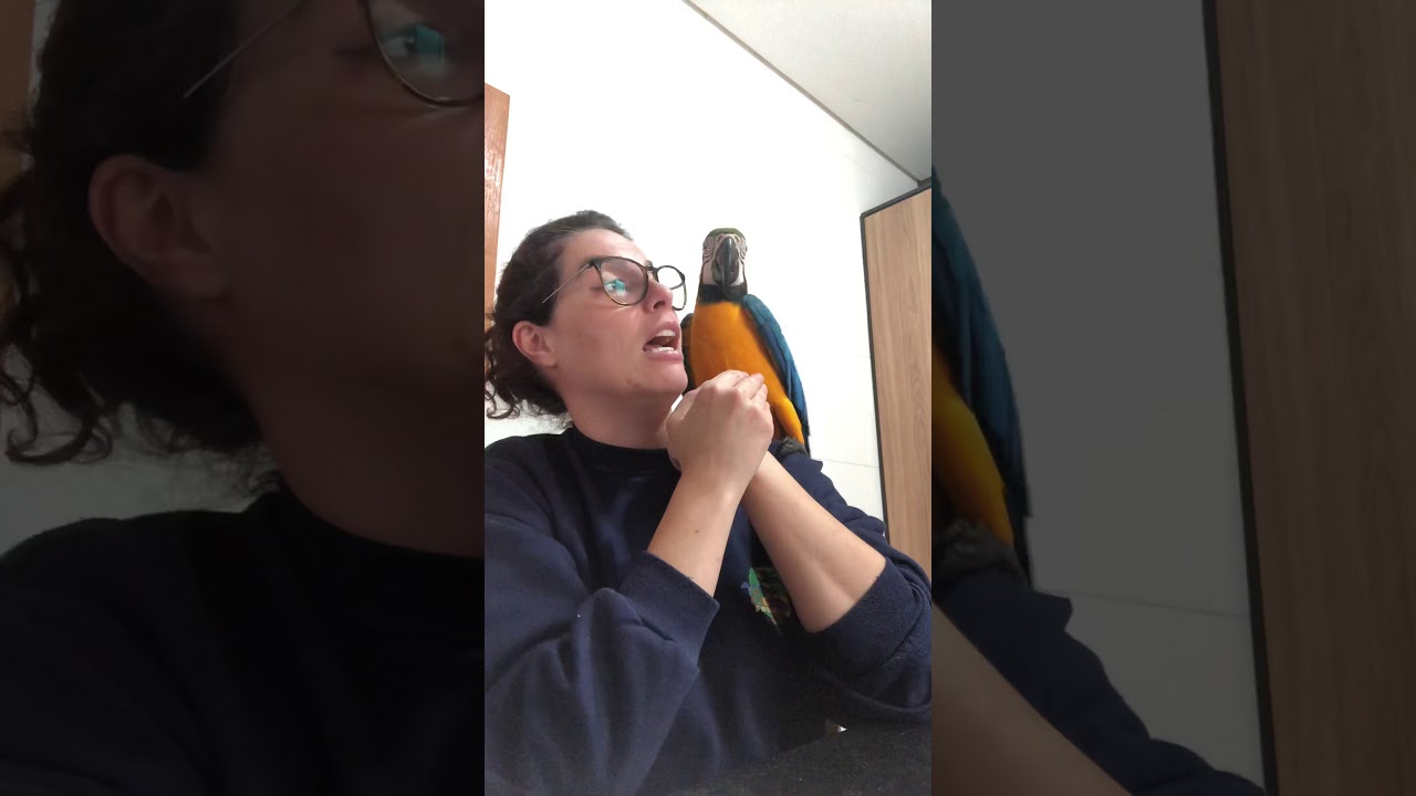 Arara Canindé pré adolescente discutindo com a dona