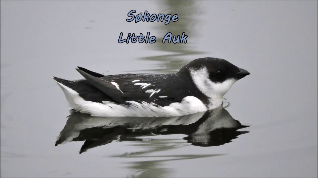 S&oslash;konge - Little Auk - was visiting Aarhus Harbor in Denmark during november 2019