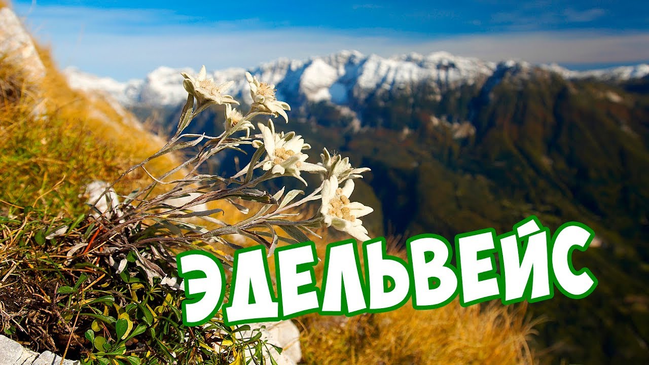 Эдельвейс 💮 Легендарный Цветок 💮 Многолетний Цветок