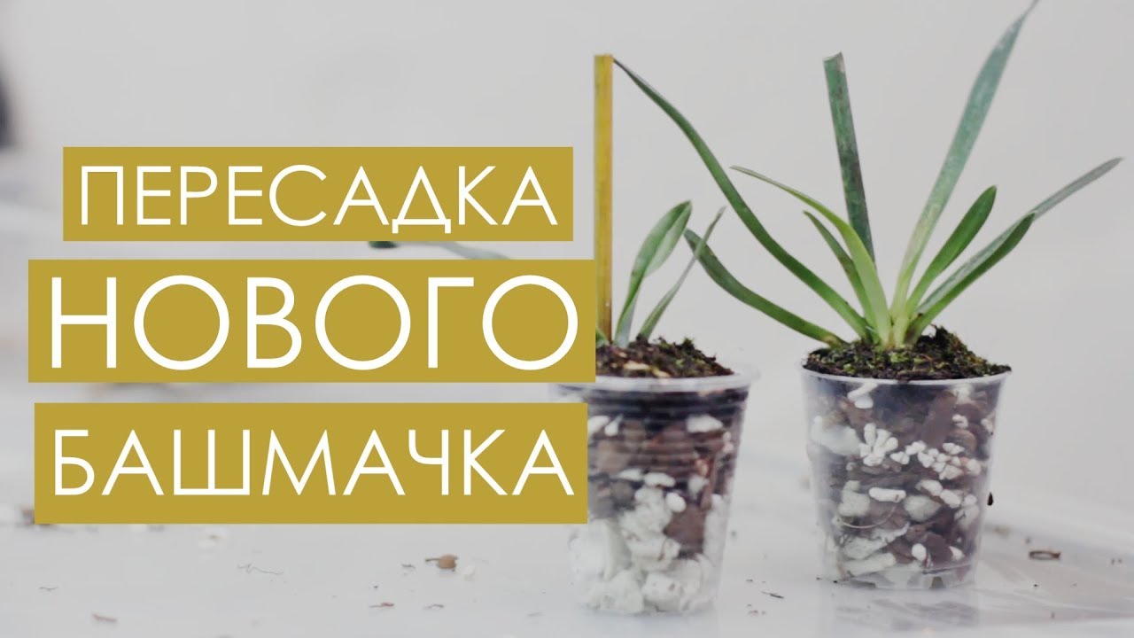 Обнаружила МУЧНИСТЫХ ЧЕРВЕЦОВ! Пересадка новенького пафиопедилума. Paph. helenae